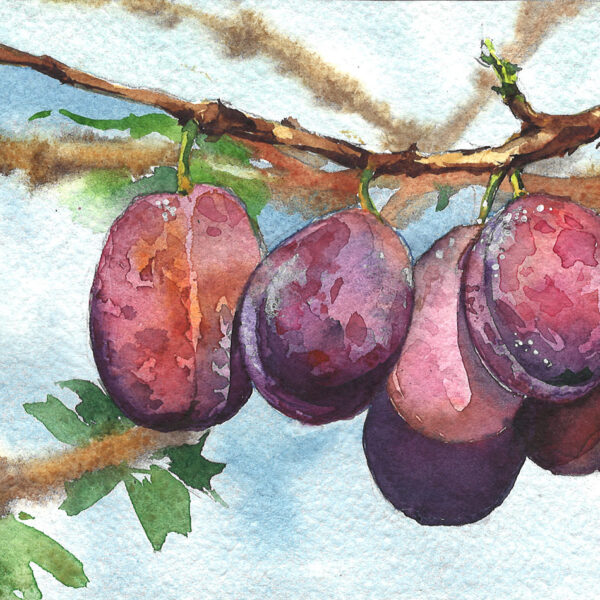 Plums